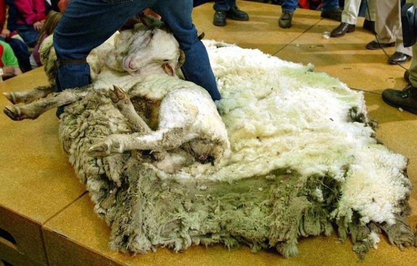 shrek ovelha nova zelândia record pelo