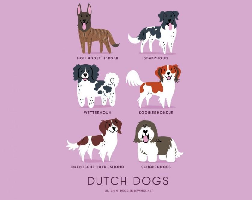Pastor holandês, Cão de aponte frisão, Cão d'água frisão, Pequeno cão holandês, Spaniel perdigueiro de Drente e Schapendoes são raças HOLANDESAS