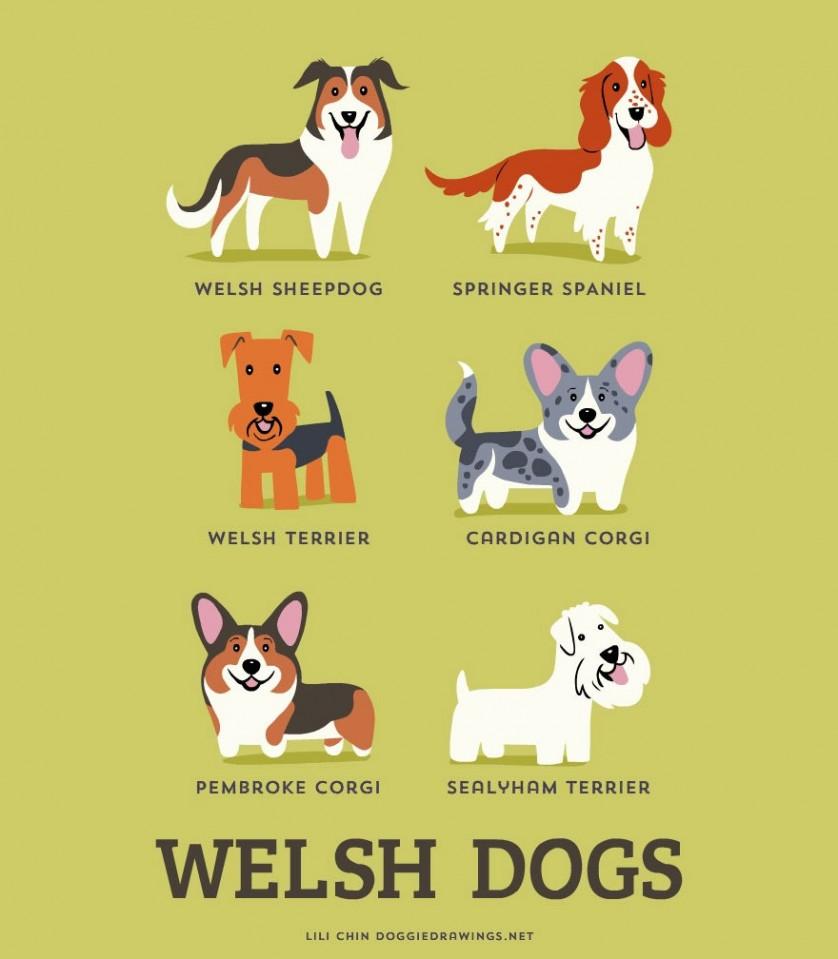 Pastor galês, Springer spaniel inglês, Welsh terrier ou Terrier galês, Welsh corgi cardigan, Welsh corgi pembroke e Sealyham terrier são raças GALESAS