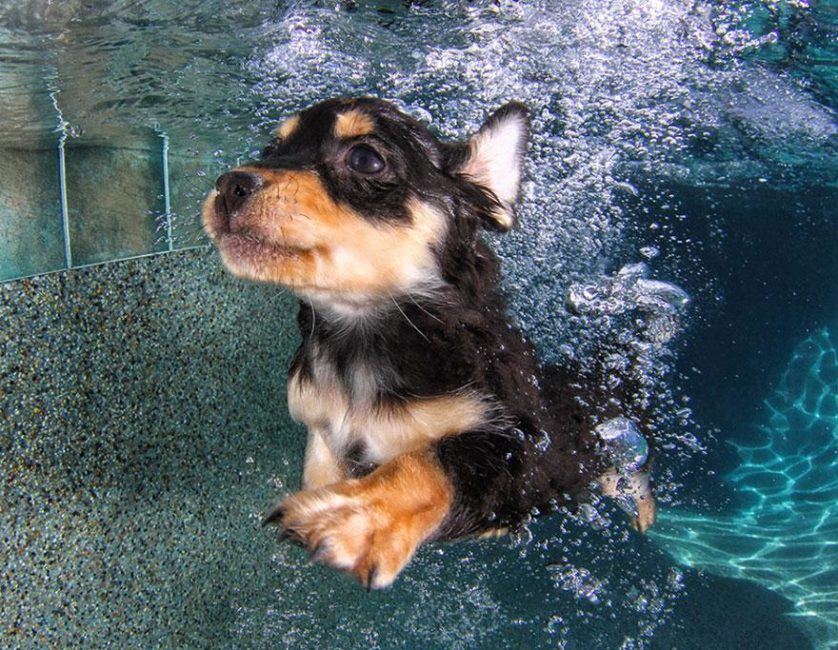 filhotes de cachorro mergulhando (6)