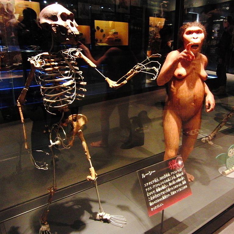 Lucy - esqueleto e reconstituição