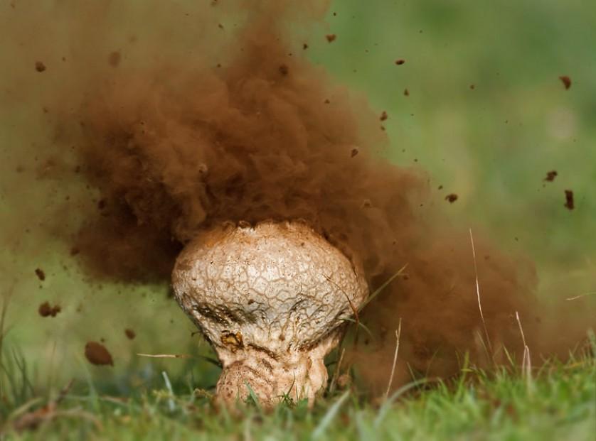 Puffball Mushroom foto cogumelo