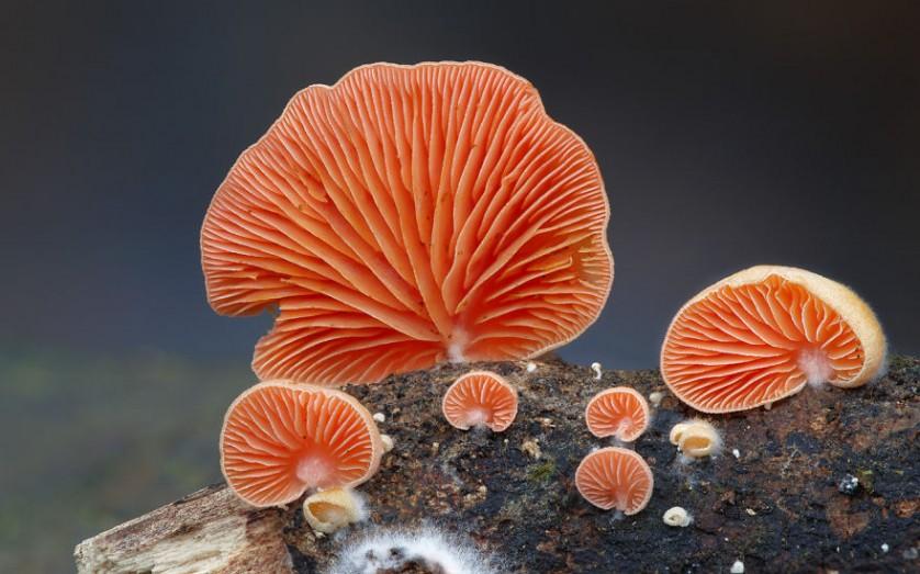 cogumelos Crepidotus