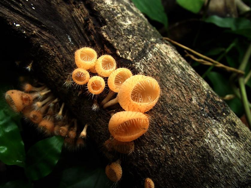 cogumelos Tiny Golden Mushrooms