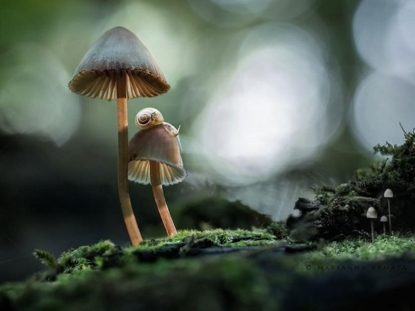 foto Mushrooms With A Snail
