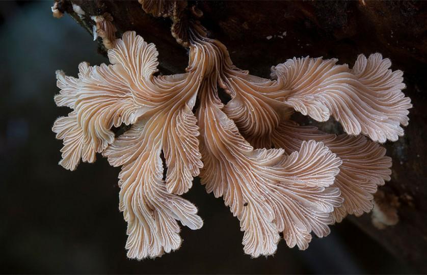 foto cogumelos Schizophyllum Commune