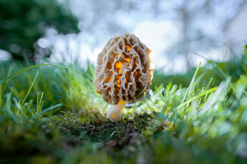 foto de cogumelos mágicos Morchella Esculenta