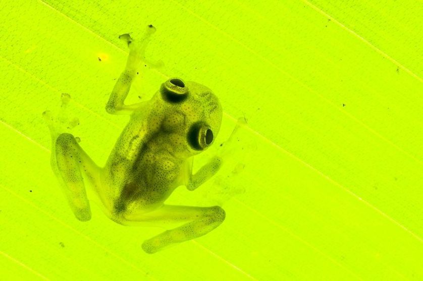 cricket glass frog, Hyalinobatrachium colymbiphyllum