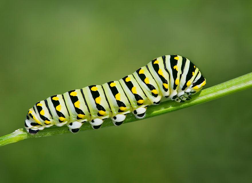 19 ESPLENDOROSAS fotos do antes e depois da transformação de lagartas em  borboletas