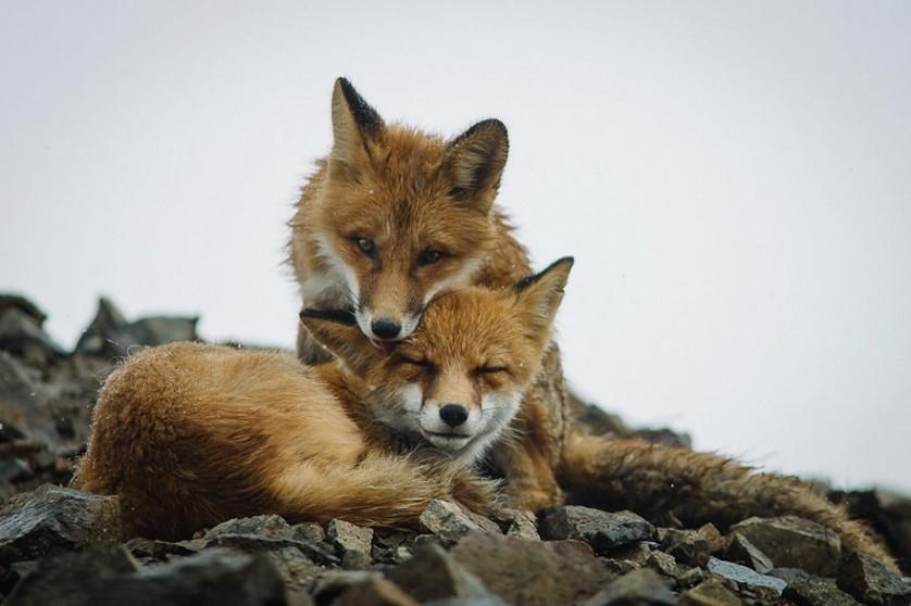 wild-foxes-ivan-kislov-21