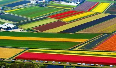 campo de tulipas holanda conto de fadas