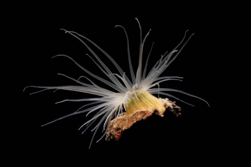 Esta imagem de uma anêmona-do-mar feita por Damon Tighe recebeu uma menção honrosa