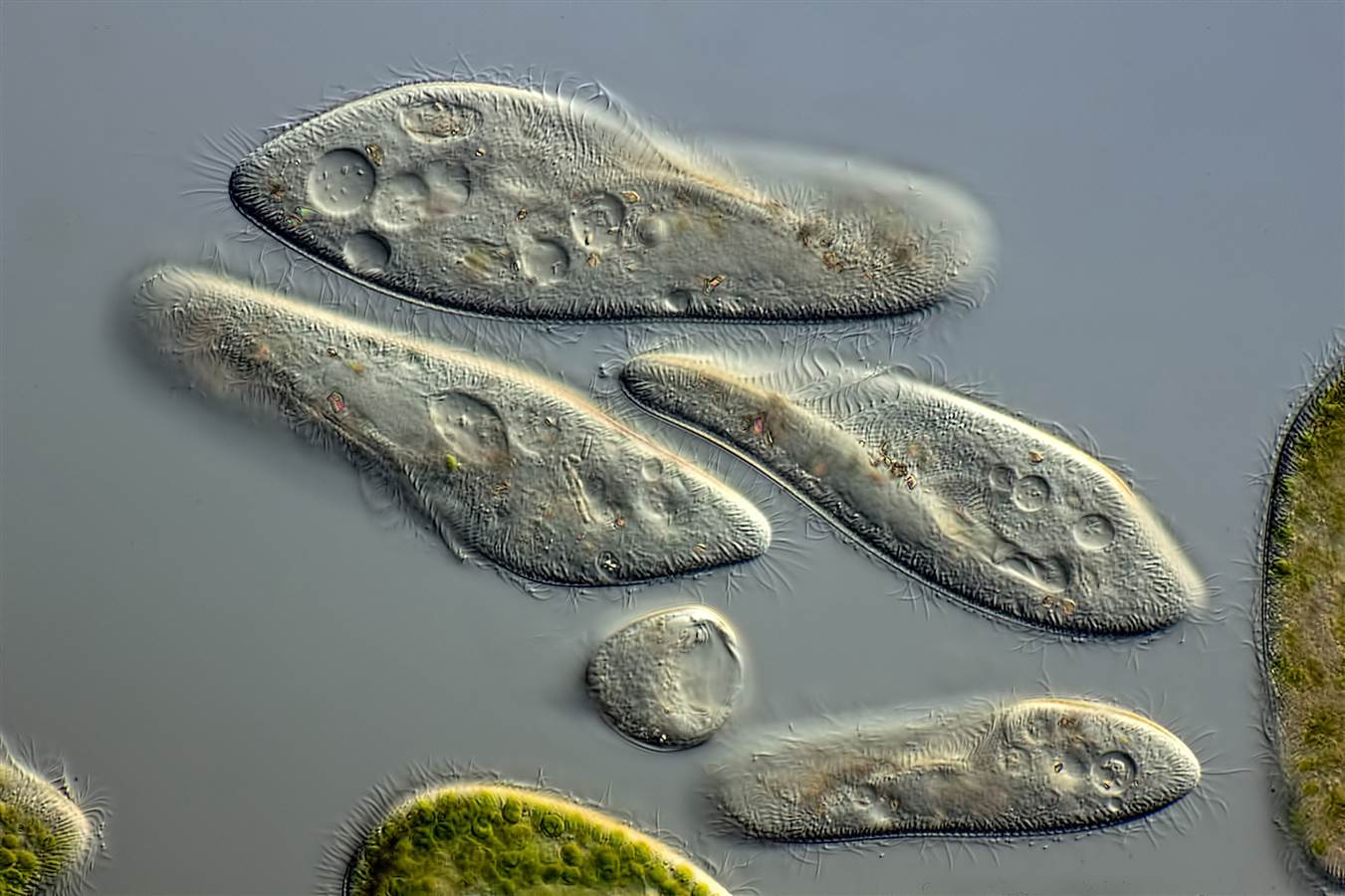 Простейшие организмы в воде. Инфузория туфелька Paramecium caudatum. Инфузории Paramecium. Инфузория-туфелька протисты. Инфузория туфелька в микроскопе.