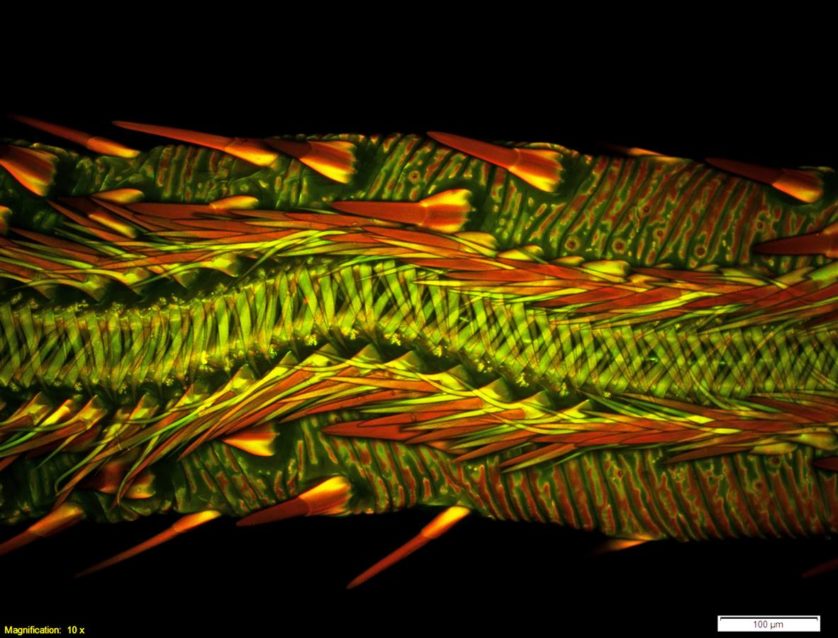 A imagem que mereceu o oitavo lugar é um close-up microscópico que mostra as partes da boca de uma mariposa vampiro. Este ponto de vista foi capturado por Matthew Lehnert e Ashley Lash da Universidade Estadual de Kent (EUA). A tromba foi fotografada com um aumento de 10 vezes 