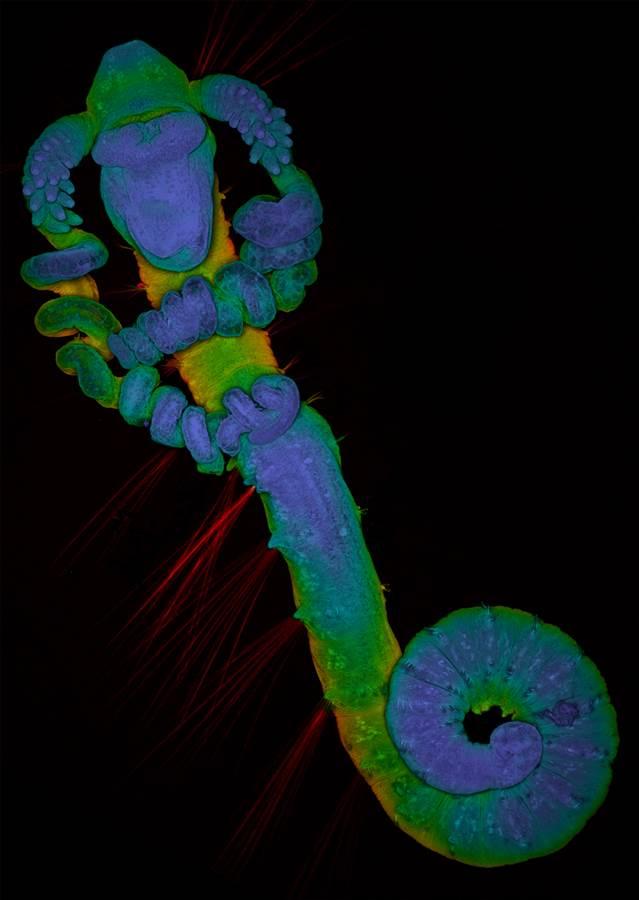 O sexto lugar foi para este retrato de uma larva descoberta em uma amostra de plâncton feito por David Johnston do Southampton General Hospital, na Inglaterra