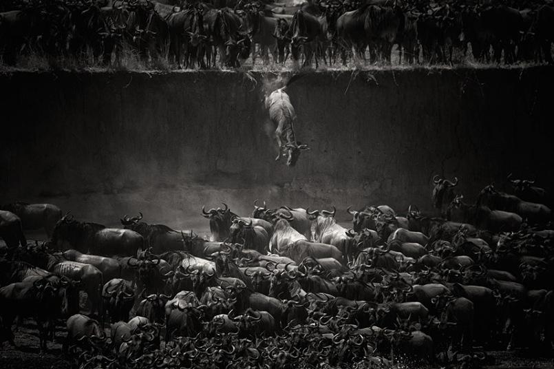 “A Grande Migração” pegou o primeiro lugar, com o salto de gnus no rio Mara, em Serengeti, na Tanzânia. A fotografia é de Nicole Cambré