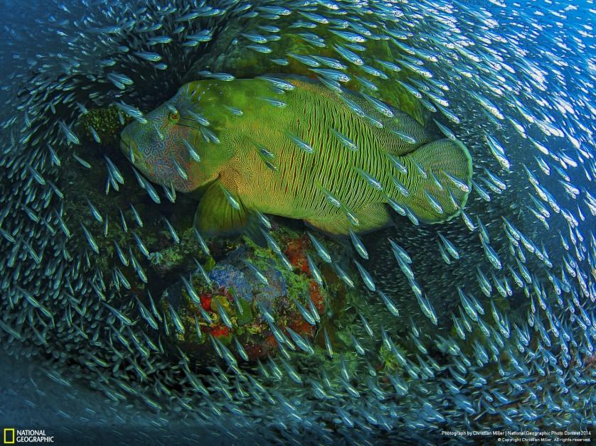 Esse peixe bodião fotografado por Christian Miller em Cairns, na Grande Barreira de Corais, na Austrália, levou menção honrosa 