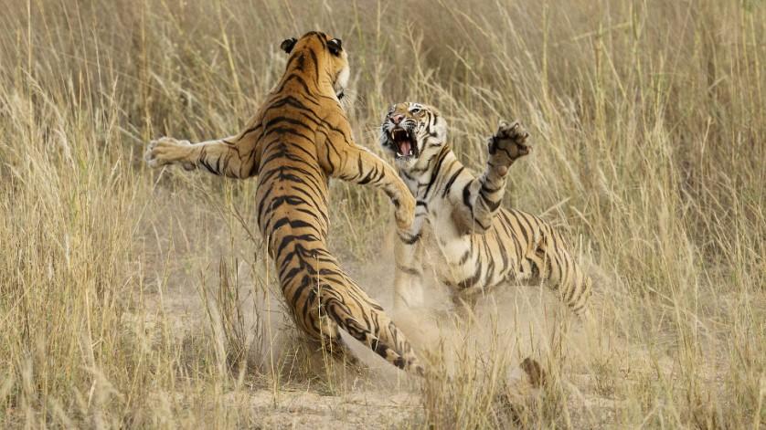“Luta brincalhona entre dois tigres jovens” recebeu menção honrosa na categoria Natureza, feita por Archna Singh no Parque Nacional de Bandhavgarh, Madhya Pradesh, na Índia