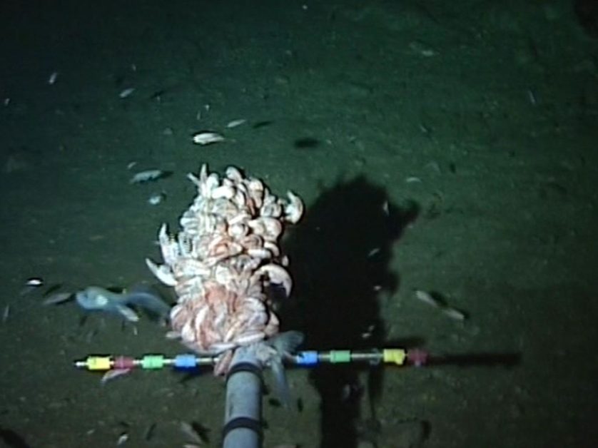 O peixe foi pego na câmera quando foi atraído pelas iscas de crustáceos dos pesquisadores