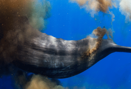 baleia cachalote defecacao defensiva (1)