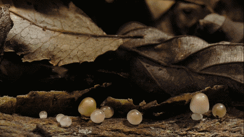 cogumelos crescimento time lapse (5)