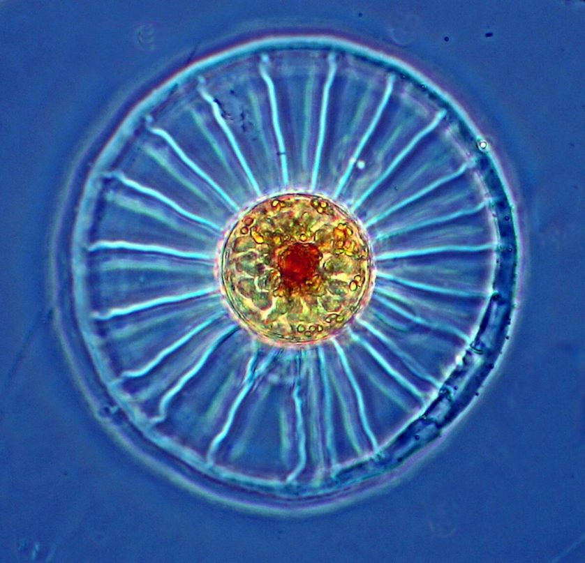 fitoplâncton (1)