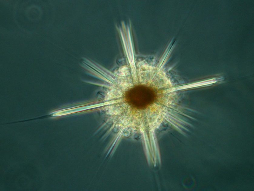 fitoplâncton (10)