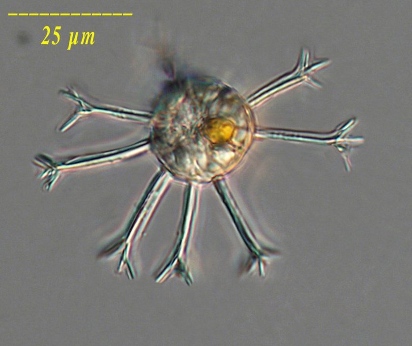 fitoplâncton (3)