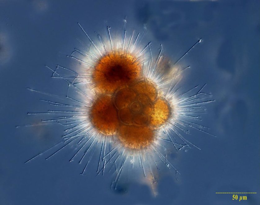fitoplâncton (6)
