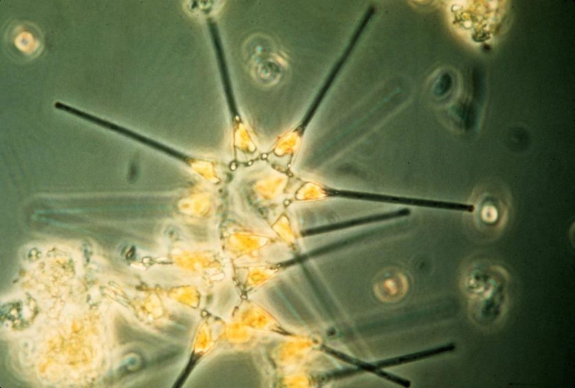 fitoplâncton (7)