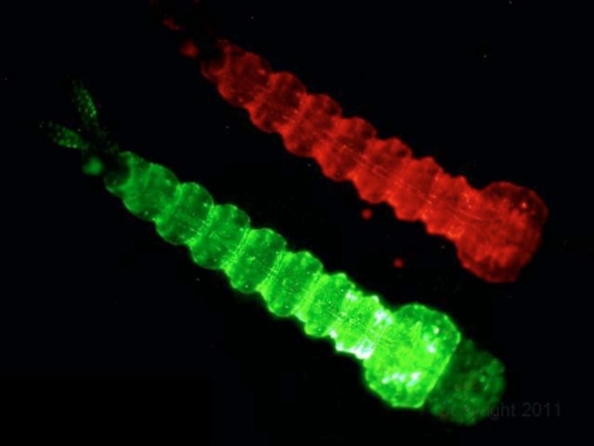 proteinas fluorescentes 3