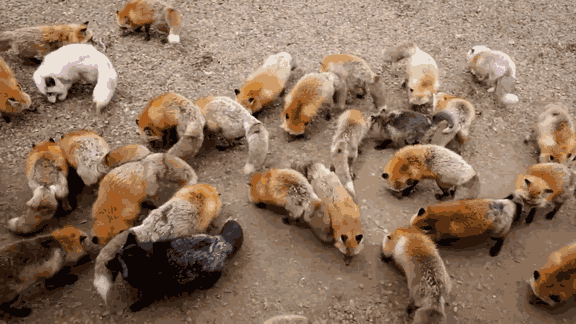 raposas zao village japao (2)