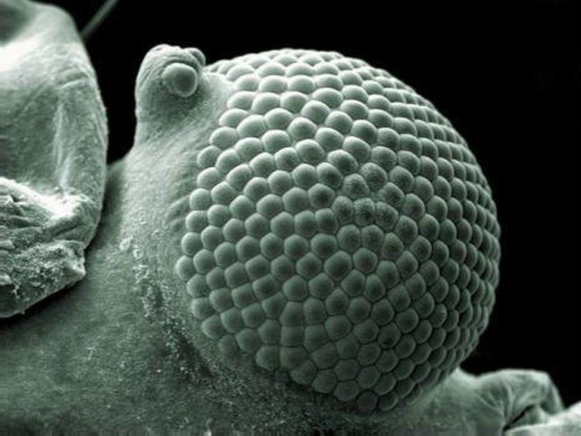 Micrografia eletrônica de varredura do olho de um mosquito, por Kevin Mackenzie, do Instituto de Ciências Médicas da Universidade de Aberdeen (Escócia) 