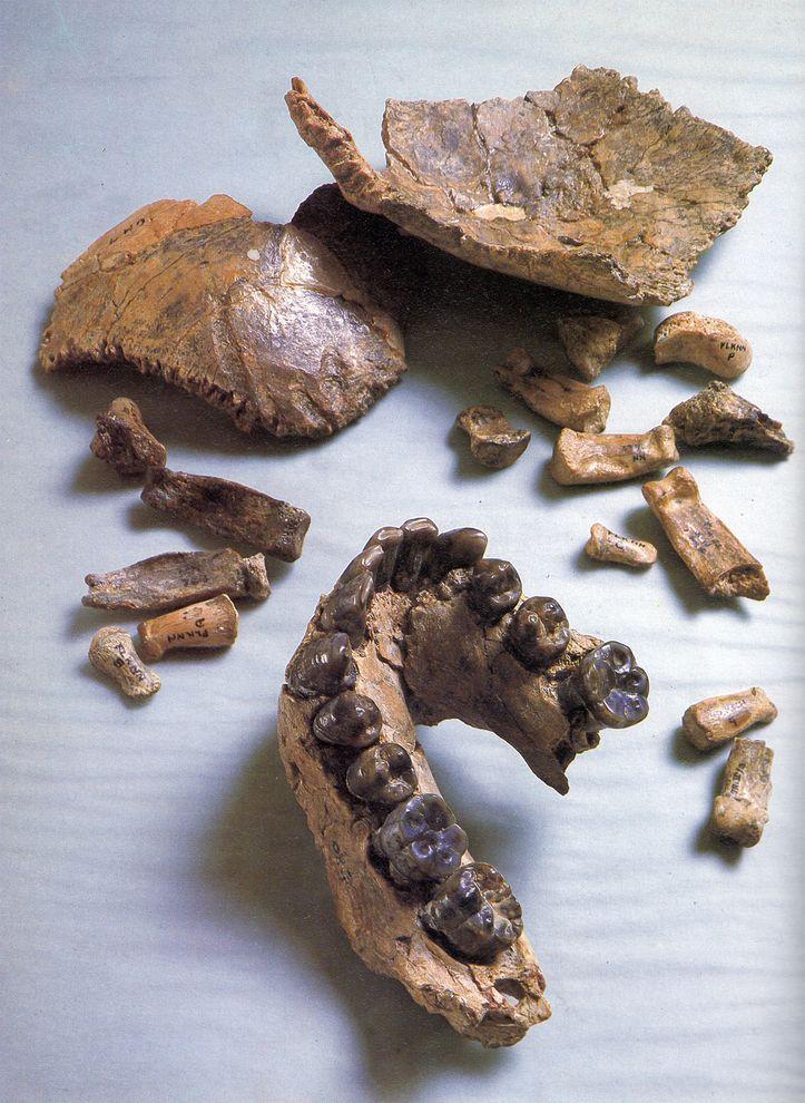fossil ancestral humano antigo