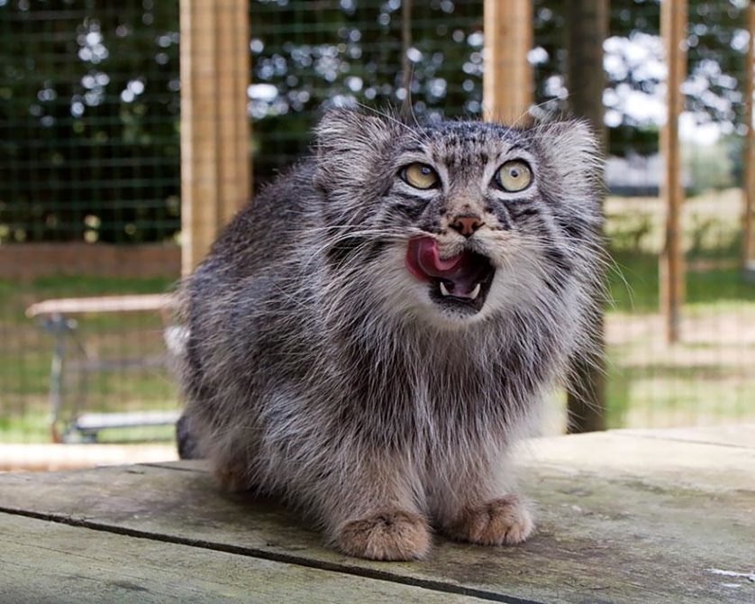 gato-de-pallas felino expressivo (3)