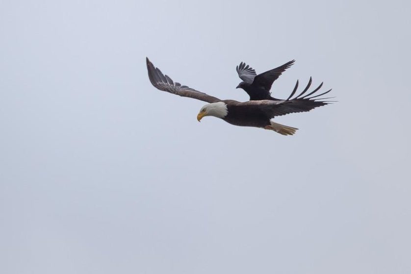 aguia carona corvo (6)