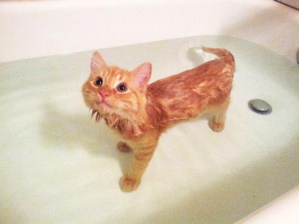 animais que amam tomar banho (10)