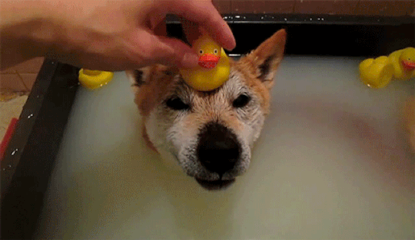 animais tomando banho