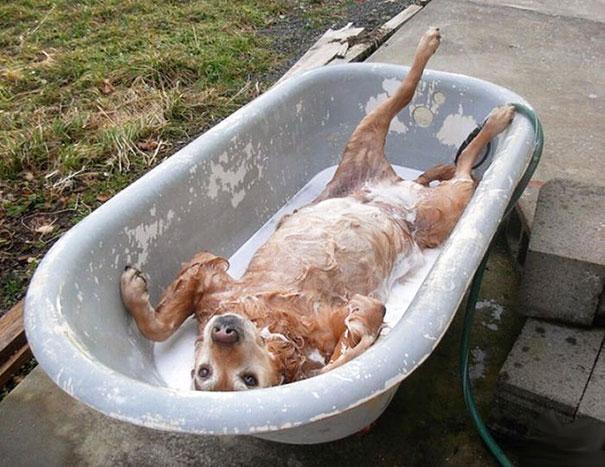 animais que amam tomar banho (7)