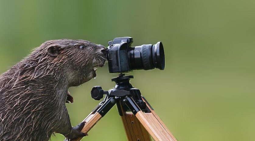 animais que querem ser fotografos (17)