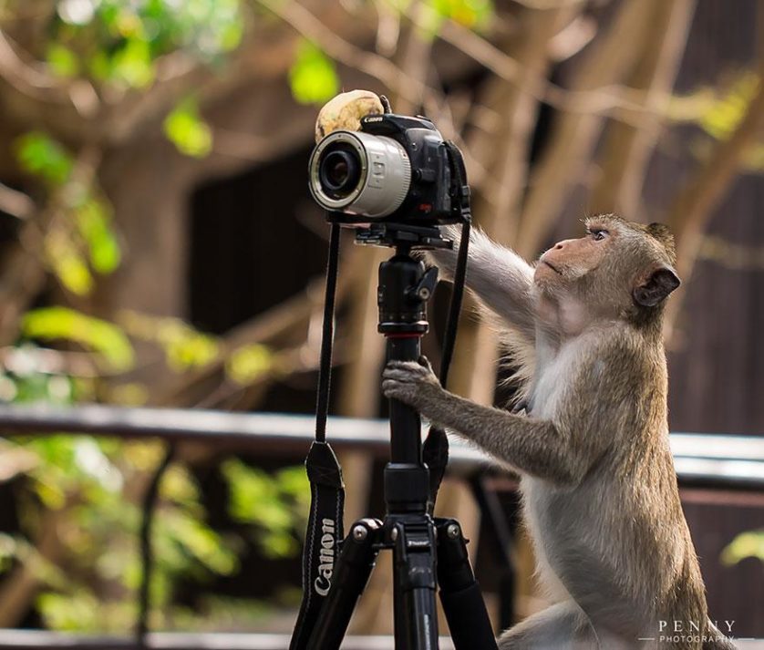 animais que querem ser fotografos (24)