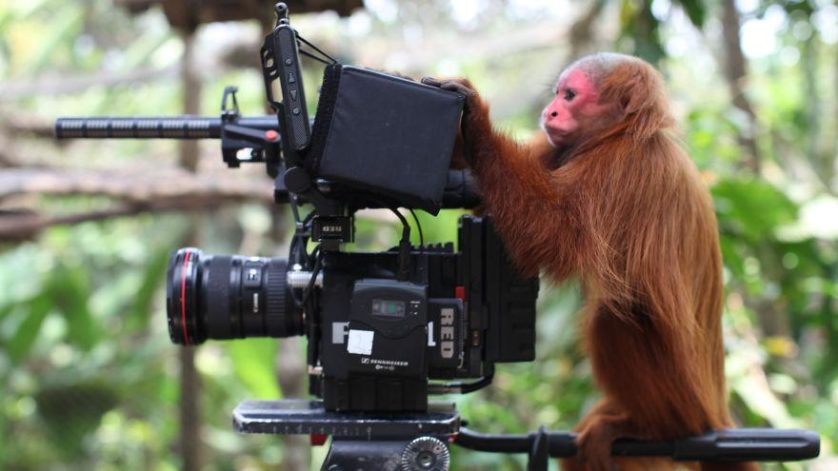 animais que querem ser fotografos (25)