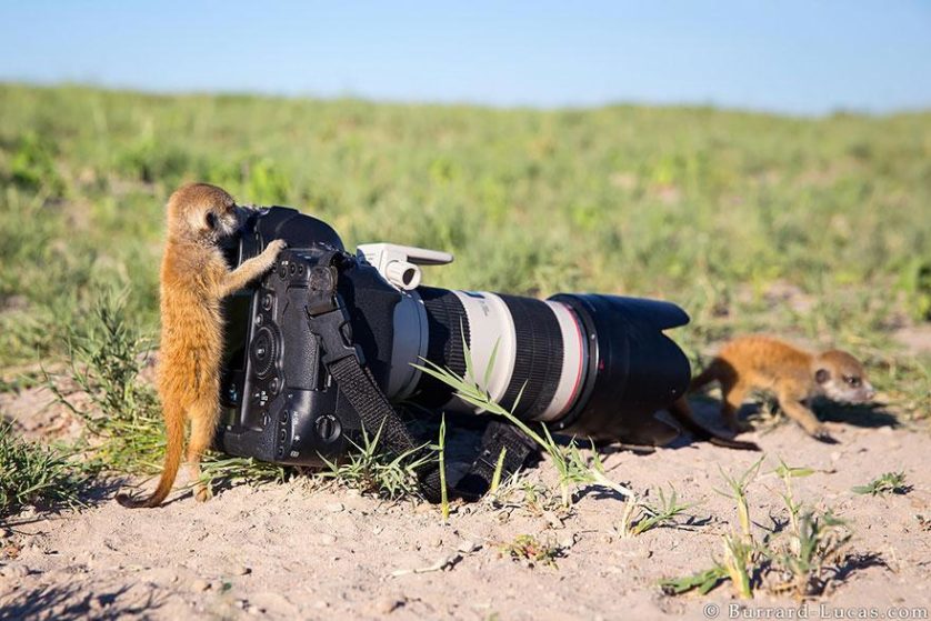 afotos de animais fotógrafos