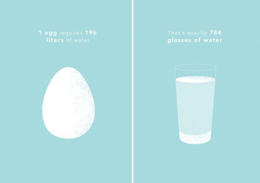 1 único ovo requer cerca de 196 litros de água, exatamente 784 copos de água
