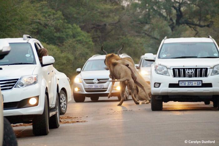 entre carros, leões machos matam um cudu (1)