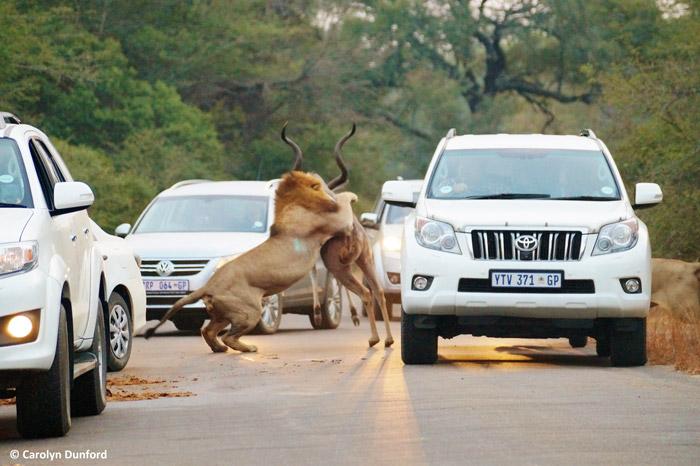 entre carros, leões machos matam um cudu (2)