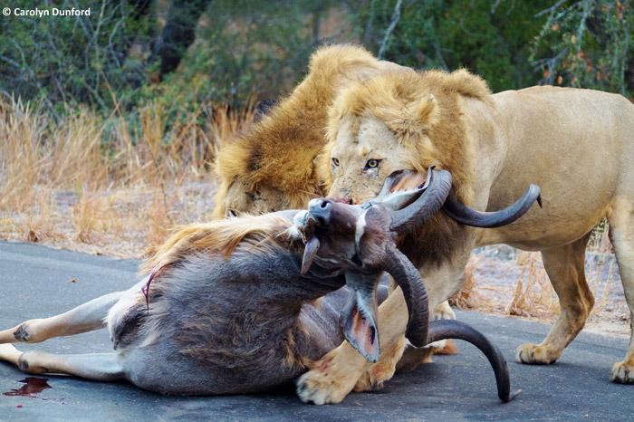 entre carros, leões machos matam um cudu (5)