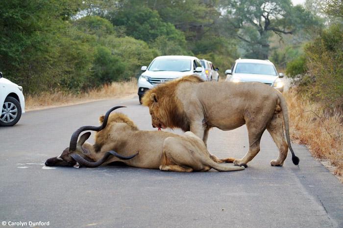 entre carros, leões machos matam um kudu (9)