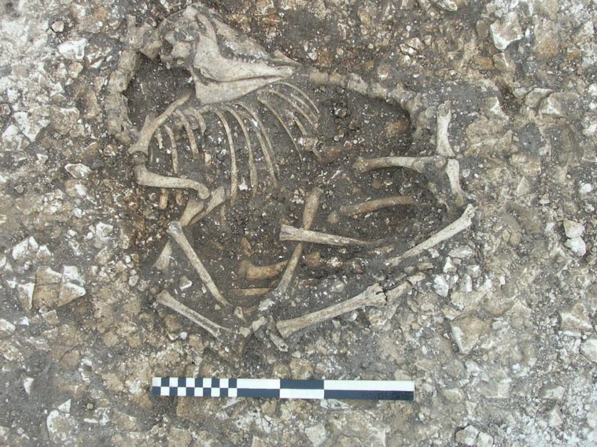 Esqueleto de ovelha com duas pernas adicionadas idade do ferro