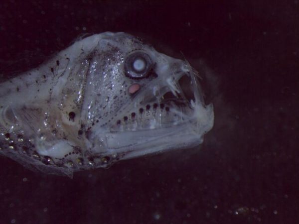 peixe bizarro e outras criaturas vulcoes submarinos (3)